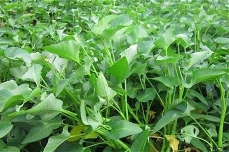 空心菜喜欢什么肥料