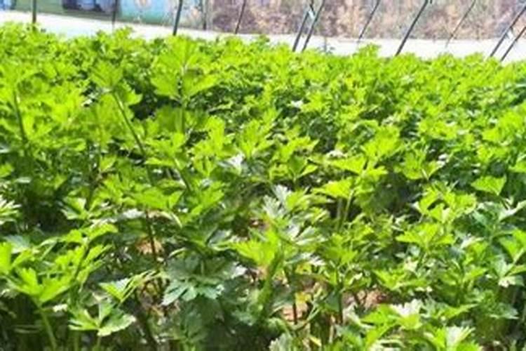 种植花生适合施用什么肥料