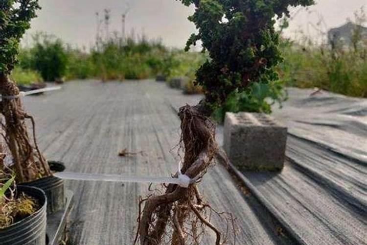 哪些盆栽植物珍贵