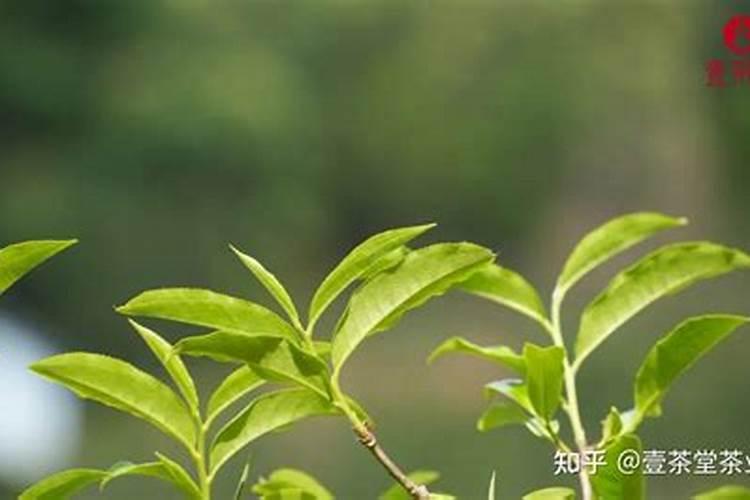 茶树花施什么肥最好