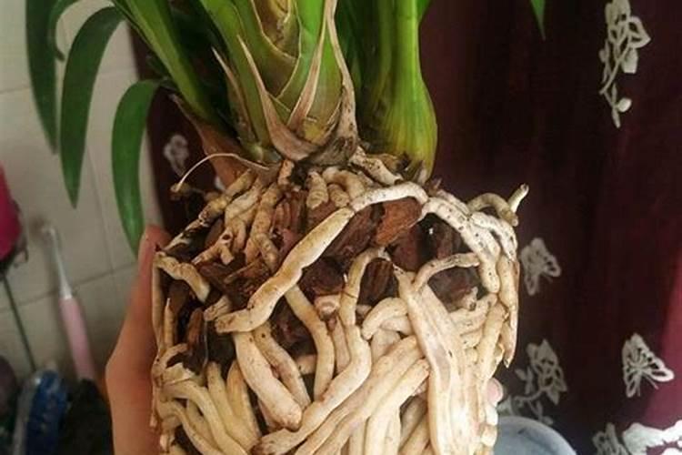 哪些花卉不能施复合肥