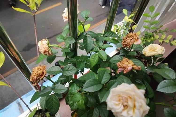 玫瑰花种植技术与管理: 种植玫瑰花需要注意什么？