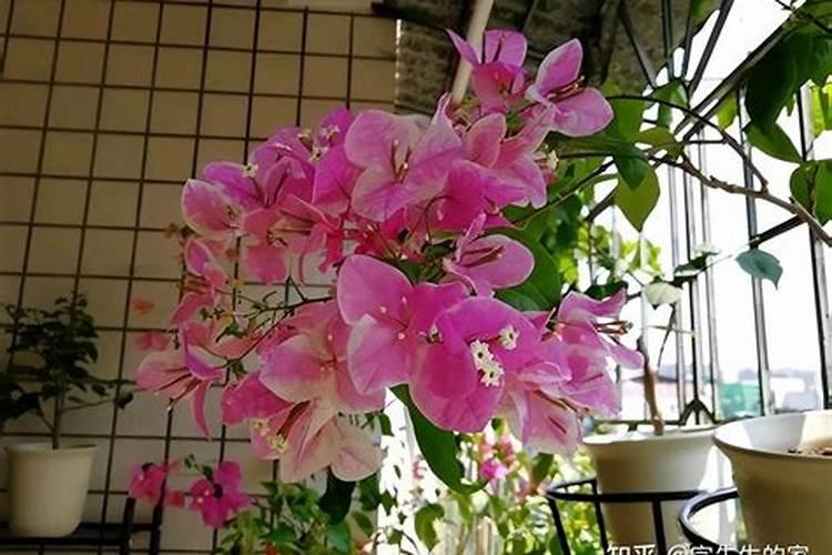 三角梅花期后如何施肥一个月后花苞满满