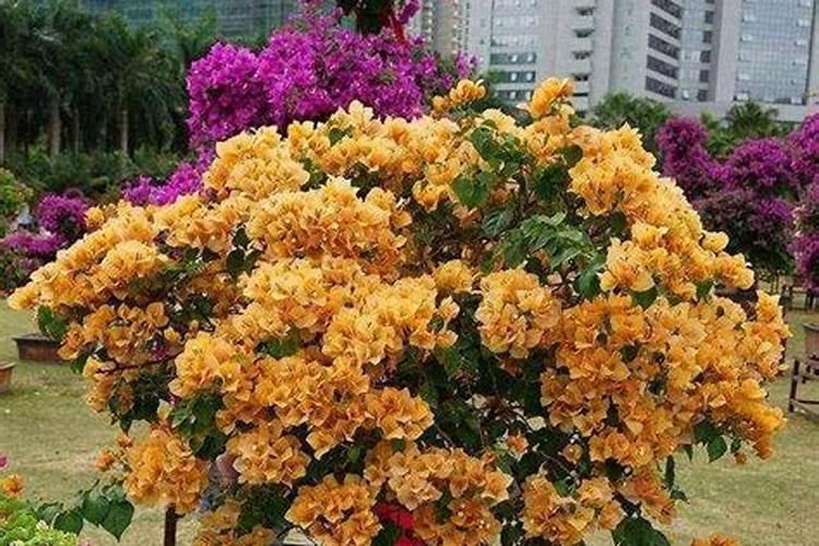 三角梅花谢后该怎么管理