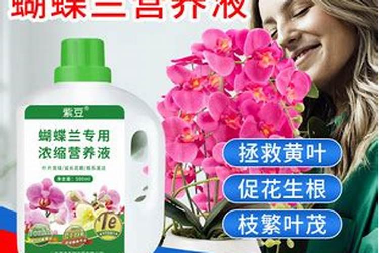 蝴蝶兰开花喂什么肥 怎么施肥