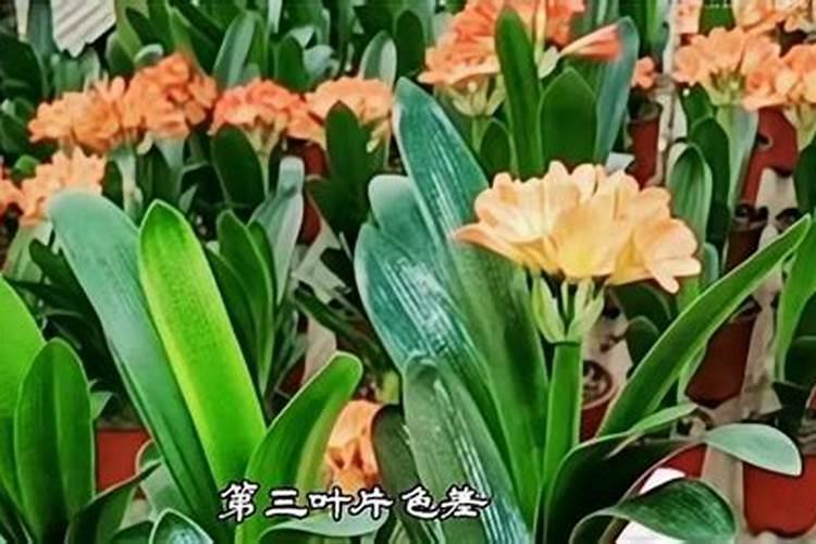 君子兰一叶小苗怎么养