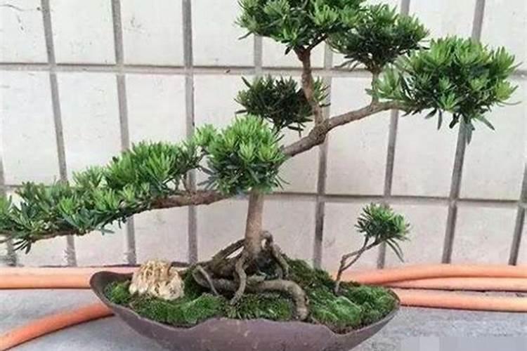 罗汉松盆景施肥