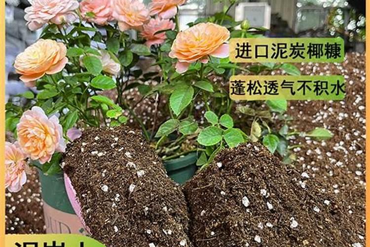 种月季一定要用营养土吗(月季用田园土还是营养土好)