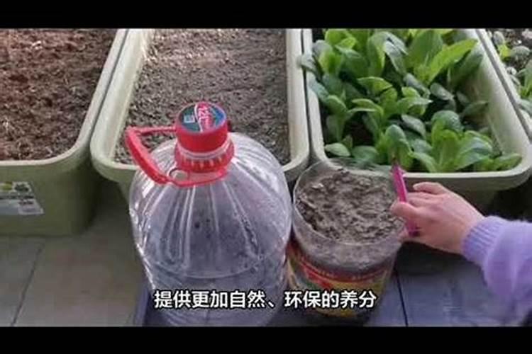 废茶叶做花肥怎么处理？这些点一定要谨记