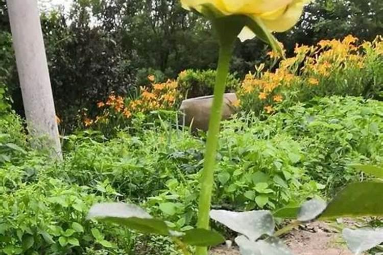 我的月季花的整个生长期该怎样施肥麻烦哪个大神告诉我一下？