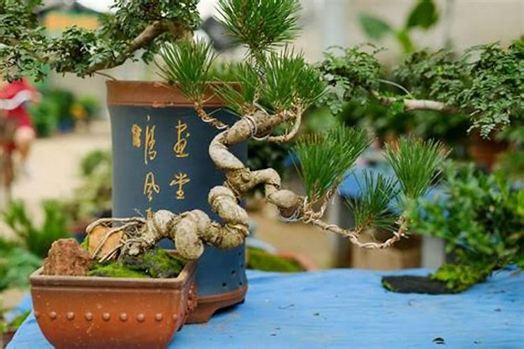 怎样种植魔芋高产技术