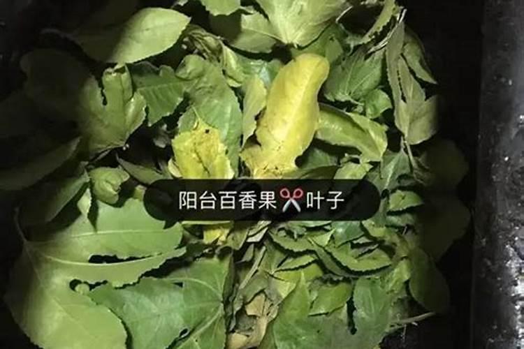 什么肥料种花好;果树施什么肥料最好