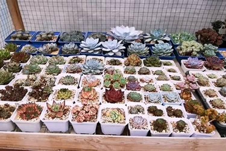 死鱼埋下花盆当肥行吗