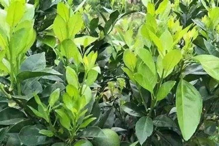 脐橙复合肥施肥方法