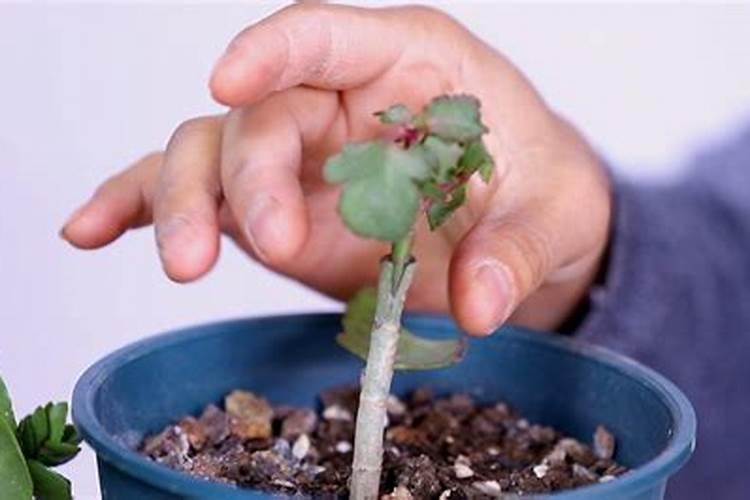 长寿花半年养成“长寿树”,长成1米9大高个,真气派!