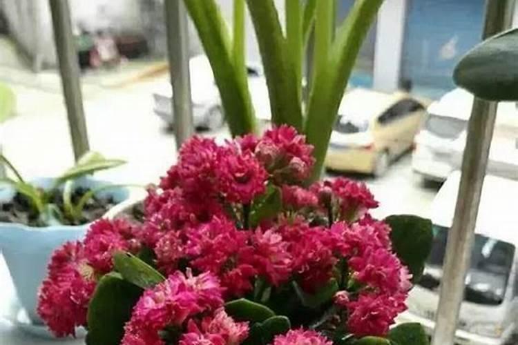 落地生根嫁接长寿花的方法(养了十几年长寿花,没想到嫁接方法这么简单...