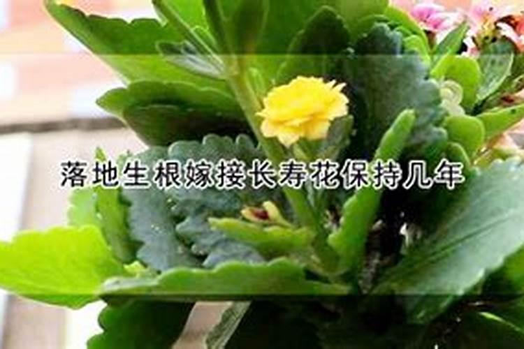 长寿花肥用什么合适,肥料制作与使用方法