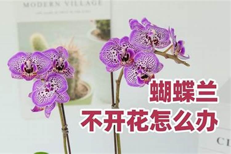 蝴蝶兰不开花用什么肥