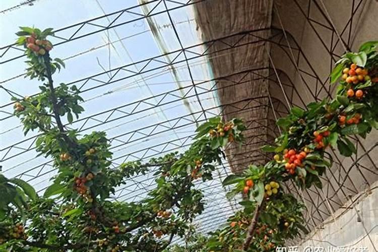 樱桃树施肥时间
