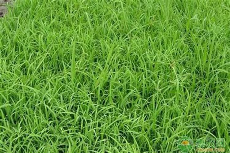 韭菜花怎样保存不变黄