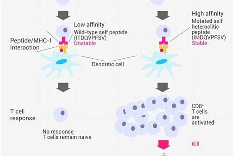 鱼蛋白肥料的生产工艺