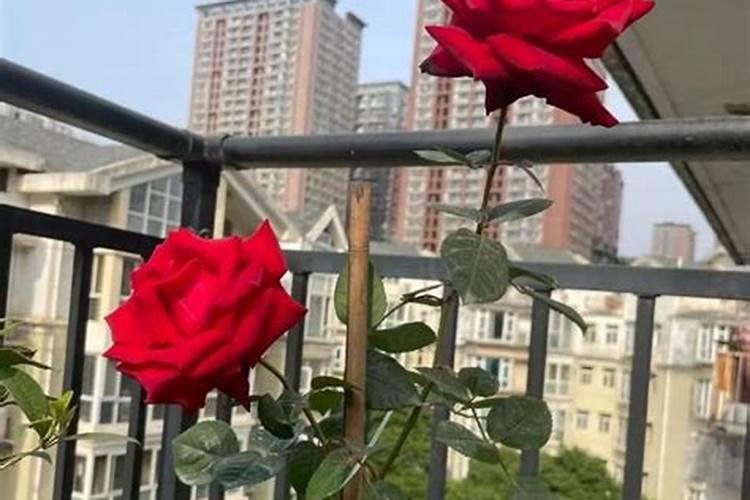 我的月季花的整个生长期该怎样施肥麻烦哪个大神告诉我一下？