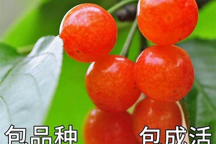 鱼蛋白液体肥使用方法