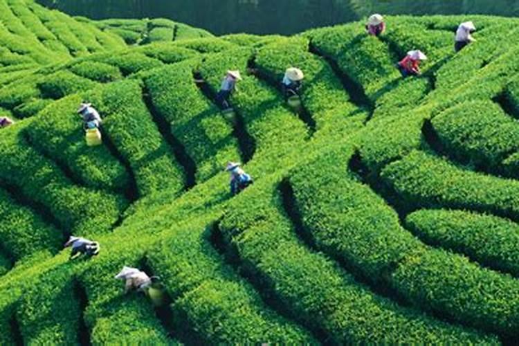 茶树叶片发生日灼怎么办？茶叶用什么叶面肥长得快？