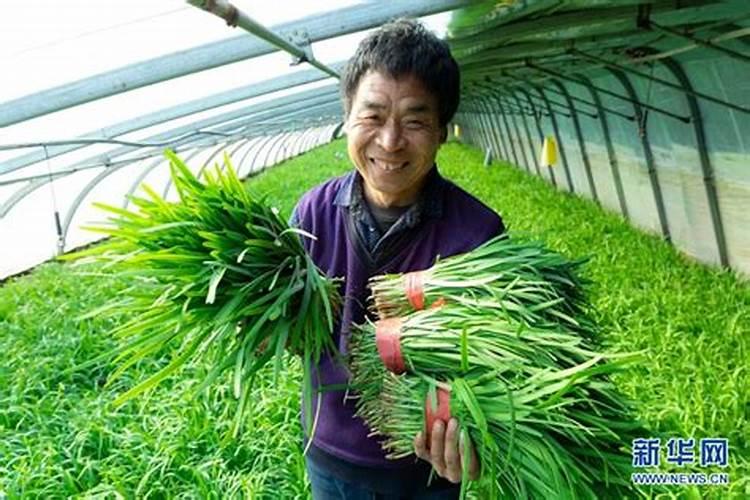 大棚种植韭菜,注意哪些问题,更有利于韭菜生长的粗壮油亮？