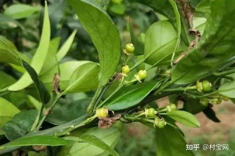 柑橘新叶喷什么肥可以快速老化？该注意些什么？
