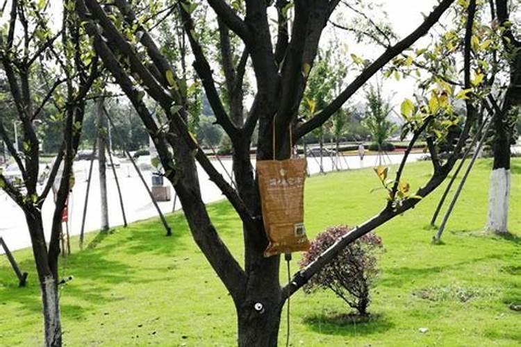 樱桃开花坐果期施微量元素肥怎么做更高产