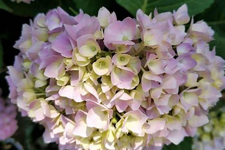 绣球花施肥方法,用什么肥好