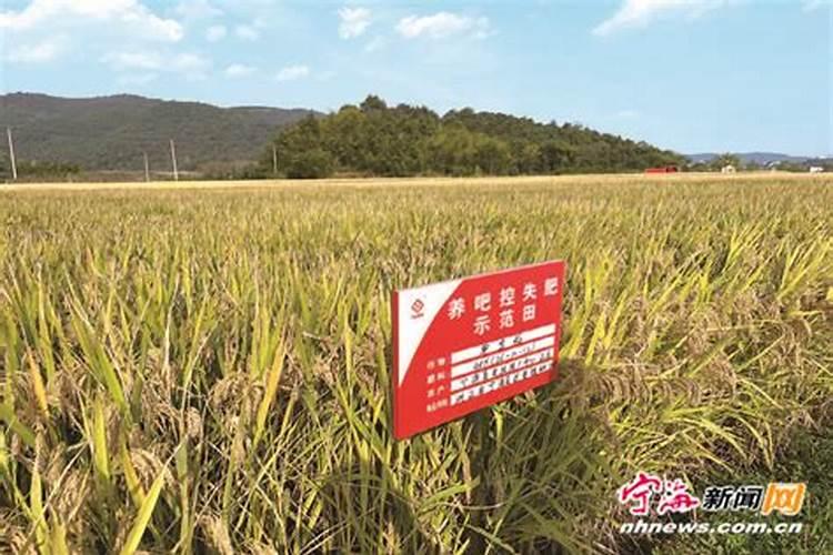 ...海泡石粘土的不同品位、细度和用量的早稻小区试验报告