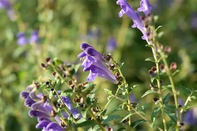 黄芩种植技术及病害防治