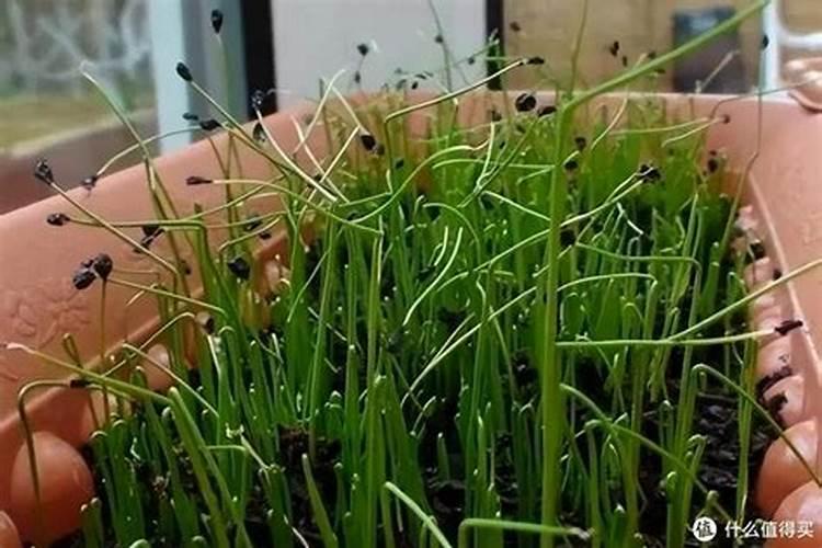 韭菜用什么肥料长得旺 附韭菜的种植方法