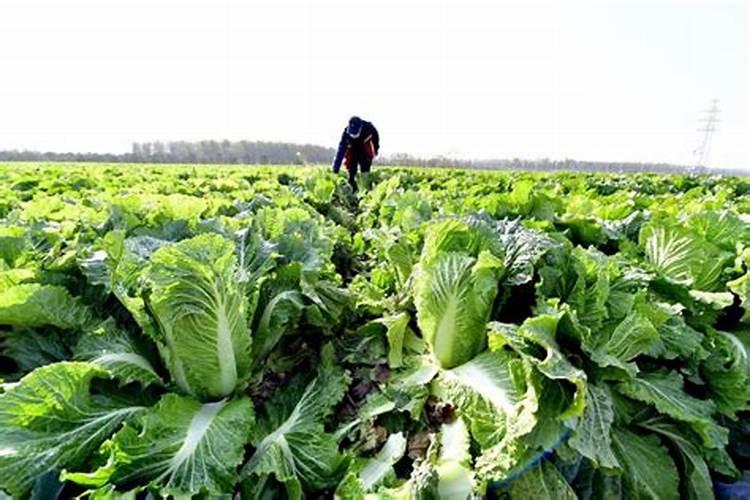 种植大白菜为什么会有干烧心的现象？要如何有效的预防？
