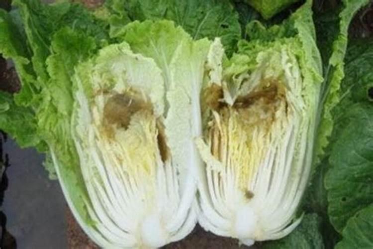 白菜烧心烂根是什么病？怎么治