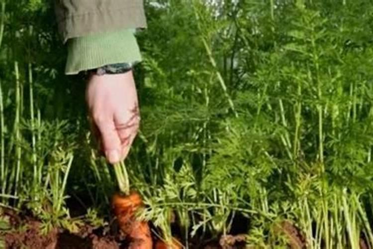 黄萝卜的种植方法和时间
