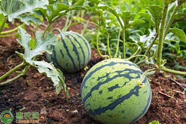 芒果苗用什么肥料长得快？