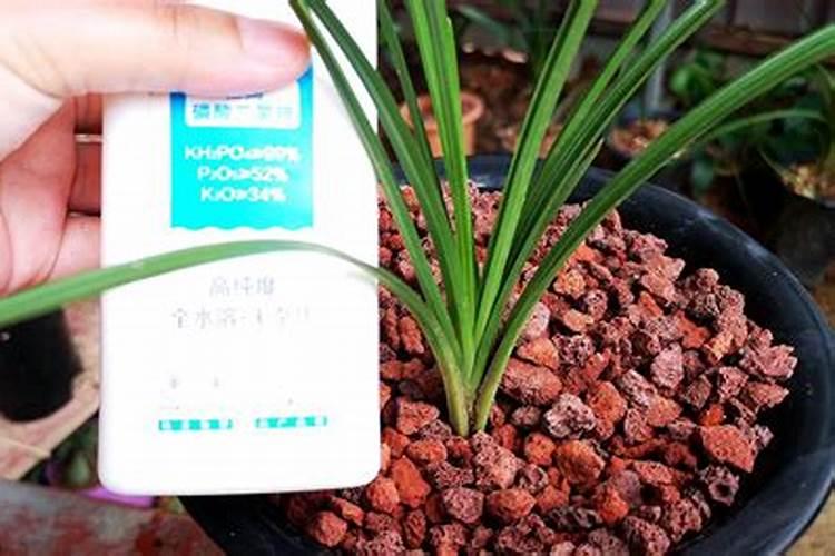 芸苔素内酯效果与功能和使用方法