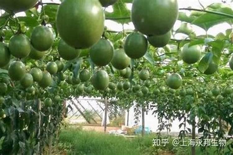 复合肥能与菌肥混合施用吗？