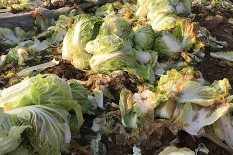 老蔬菜叶可以直接扔粪池用来沤肥吗？