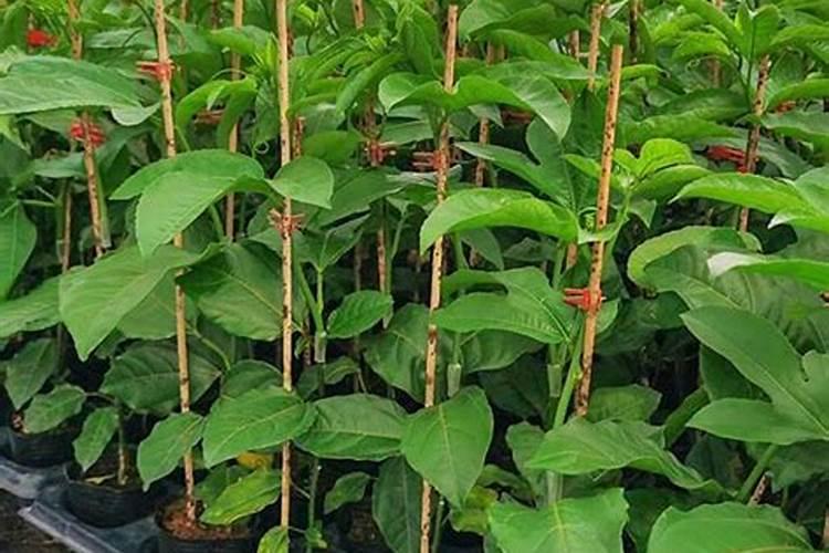 种植百香果,幼苗管理主要是要注意哪些方面？