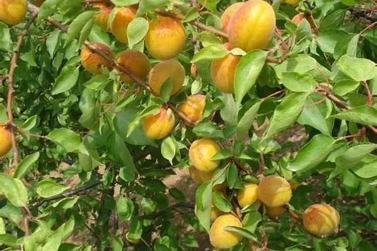 杏树什么时间上肥好