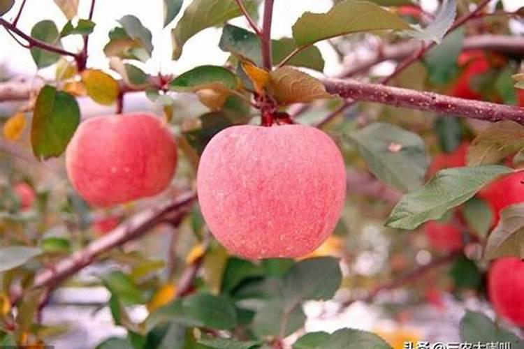 芸苔素内酯可以滴灌冲施吗一亩地冲是多少？