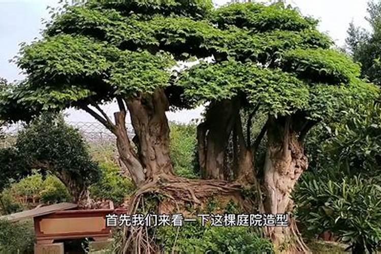 青檀树移栽季节