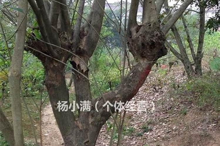 青檀小盆景怎样修剪