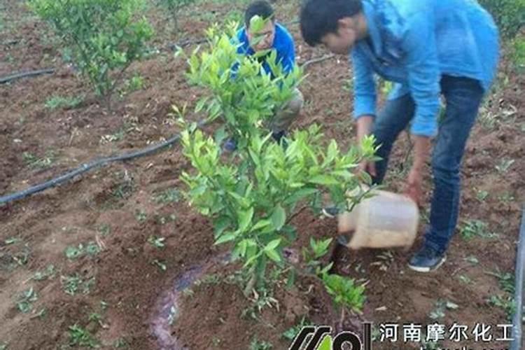种柑橘用什么肥料最好