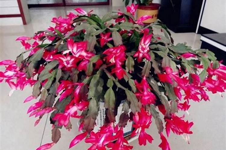 蟹爪兰施什么肥可以开花