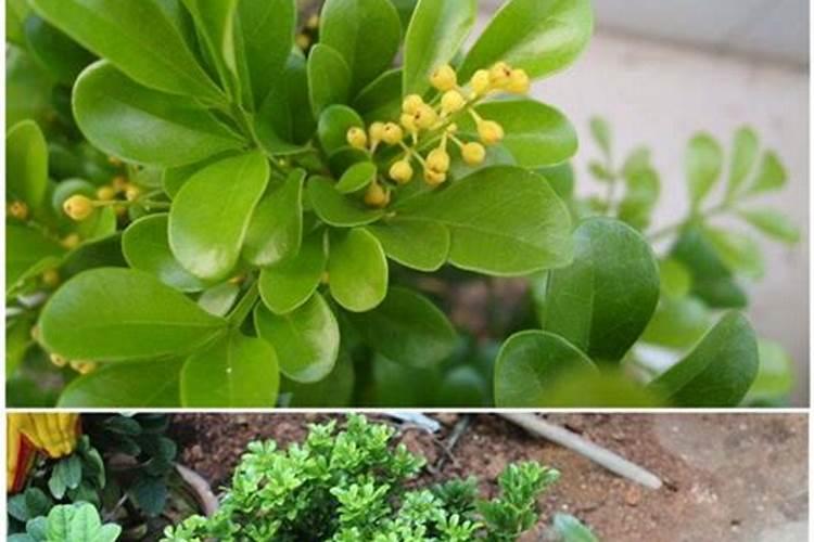 米兰花花期怎么施肥